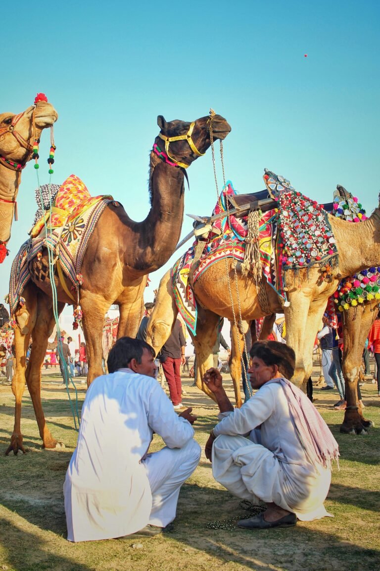 Camellos decorados en feria del desierto